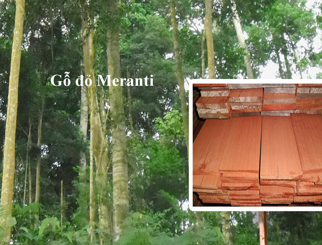 gỗ nhà yến
