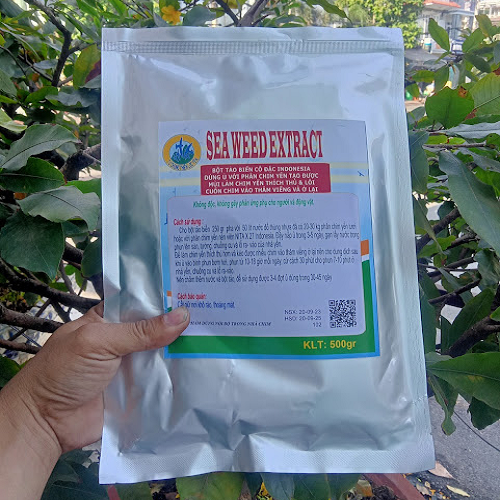 BỘT TẢO BIỂN 500GR TẠO MÙI SINH CẢNH HIỆU QUẢ CHO NHÀ YẾN