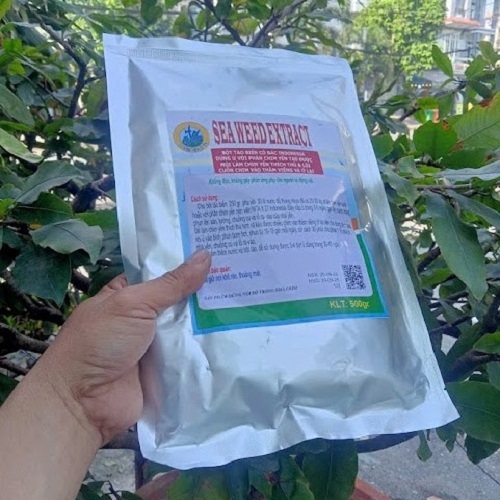 SEA WEED EXTRACT 500GR - TẠO MÙI SINH CẢNH HIỆU QUẢ CHO NHÀ YẾN
